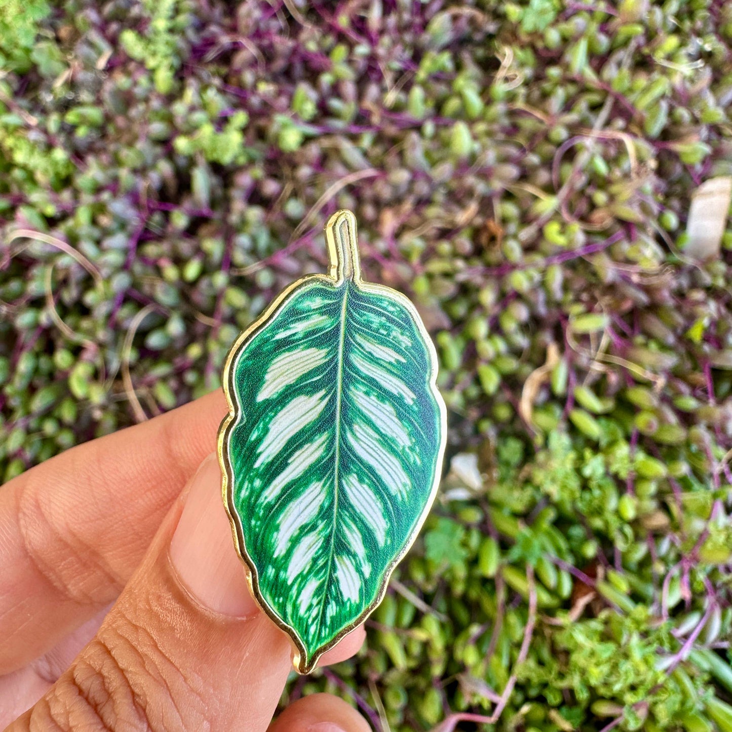 Calathea Plant Enamel Pin - New Version