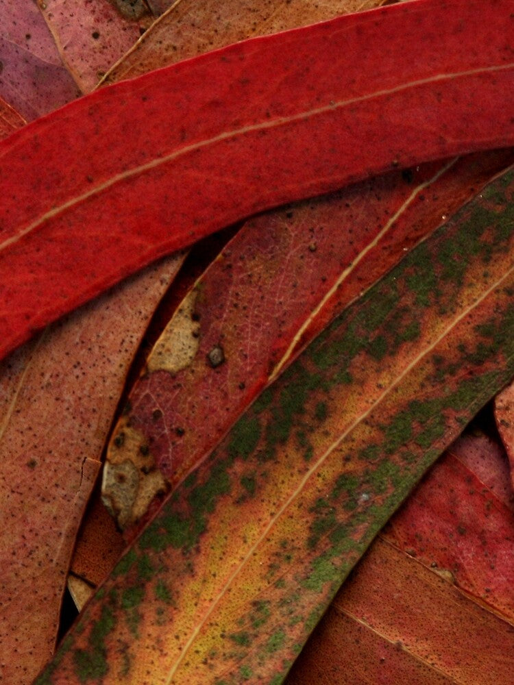 Eucalyptus Tree Leaves by Anna Lemos