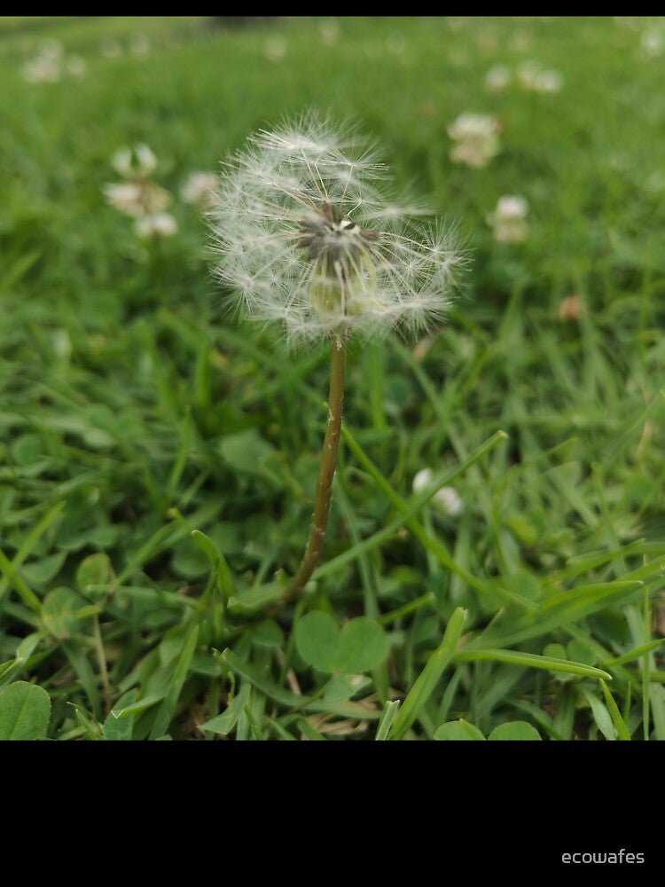 fluffy white flower by ecowafes