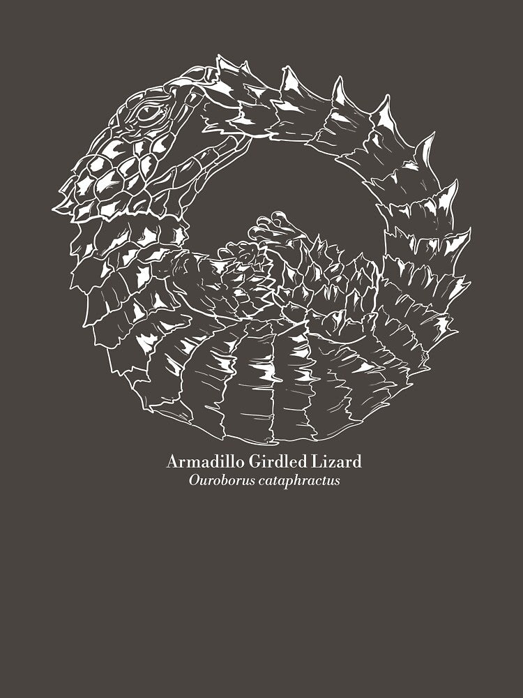 Ouroborus cataphractus – Armadillo Girdled Lizard by HerpHighlights