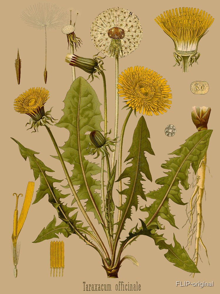 DANDELION Antique botanical illustration by FLIP-original