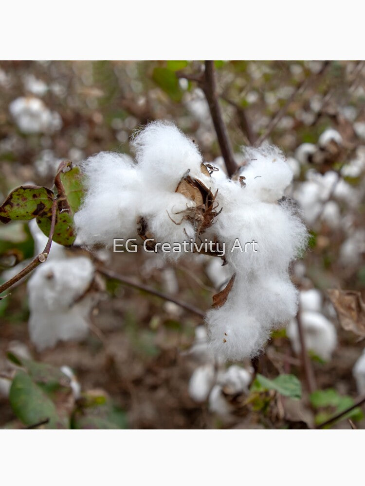 White fluff cotton plants on blurred background. Greece by EG Creativity Art