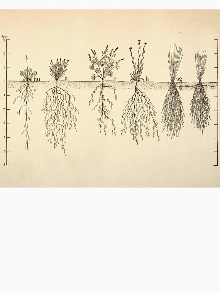 Root systems by John Weaver from "The Ecological Relations of Roots," 1919 by mariapopova