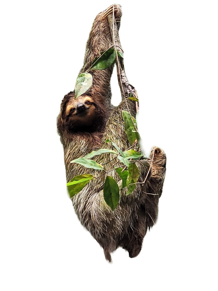 Happy Sloth by Simply-Visual