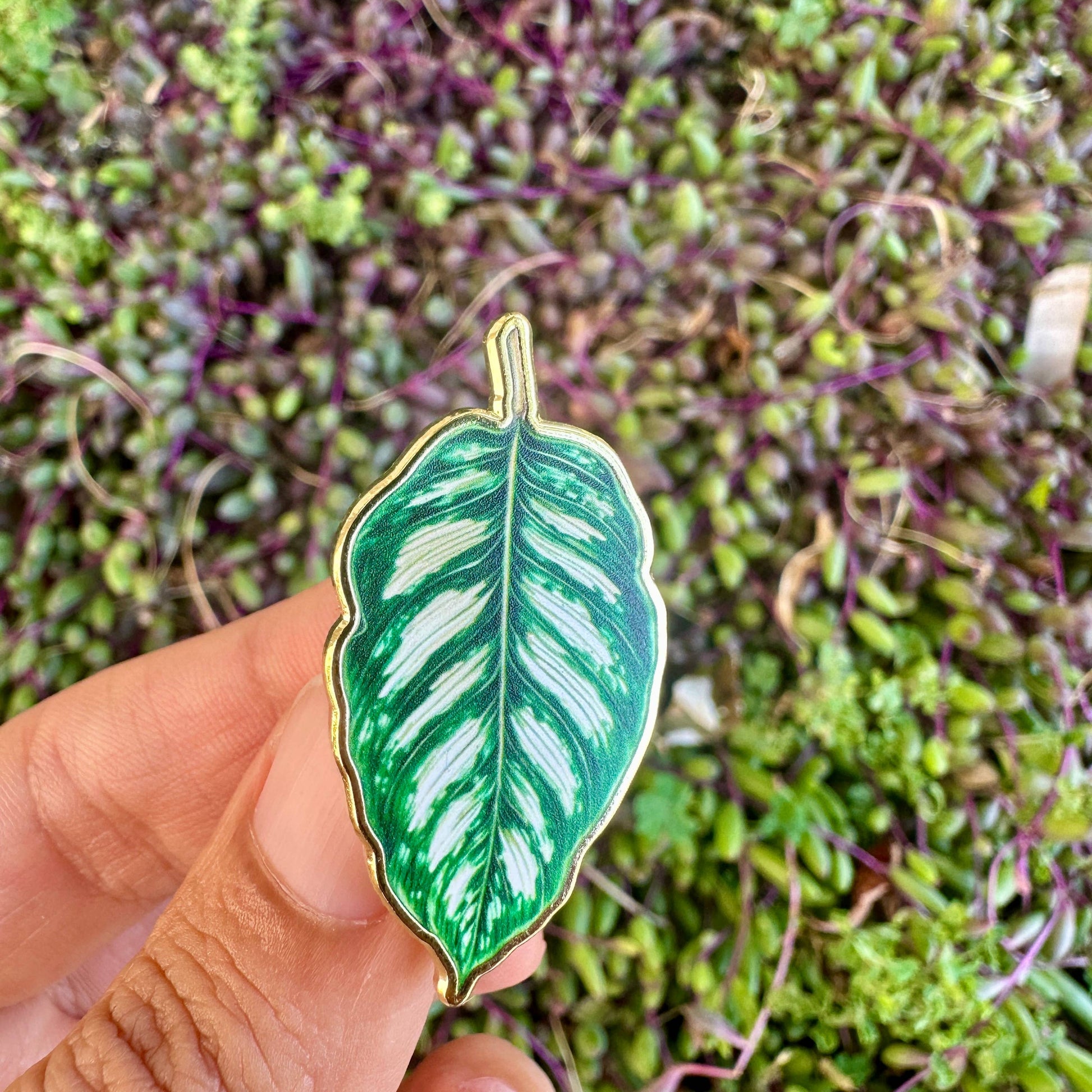 Calathea Plant Enamel Pin - New Version