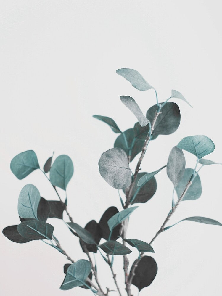 Eucalyptus, Plant, Leaf, Modern art, Wall art, Print, Minimalistic, Modern by juliaemelian