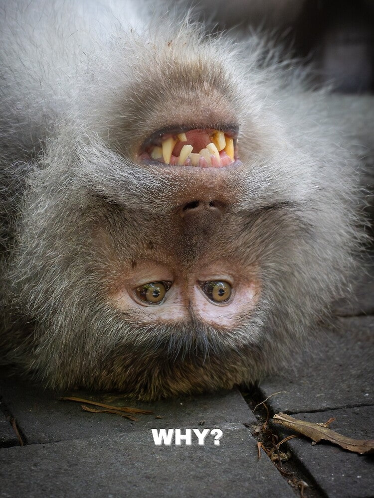 Why Though? Confused Monkey Meme – Existential Crisis Funny Animal by WildFrameNature