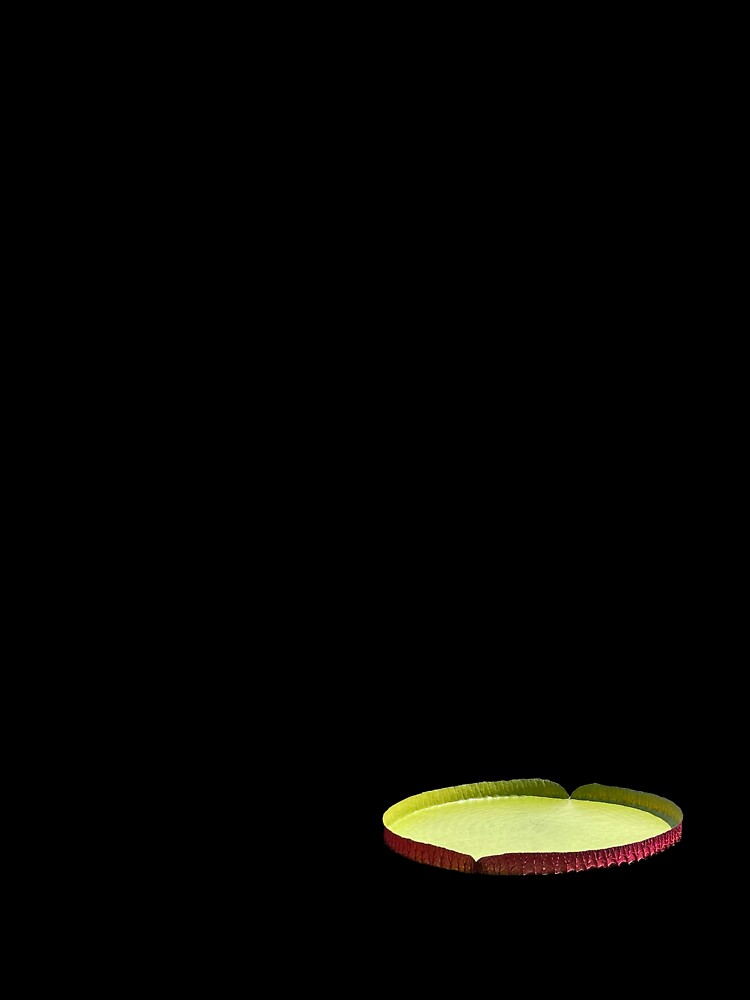 lily pad by hpearl15