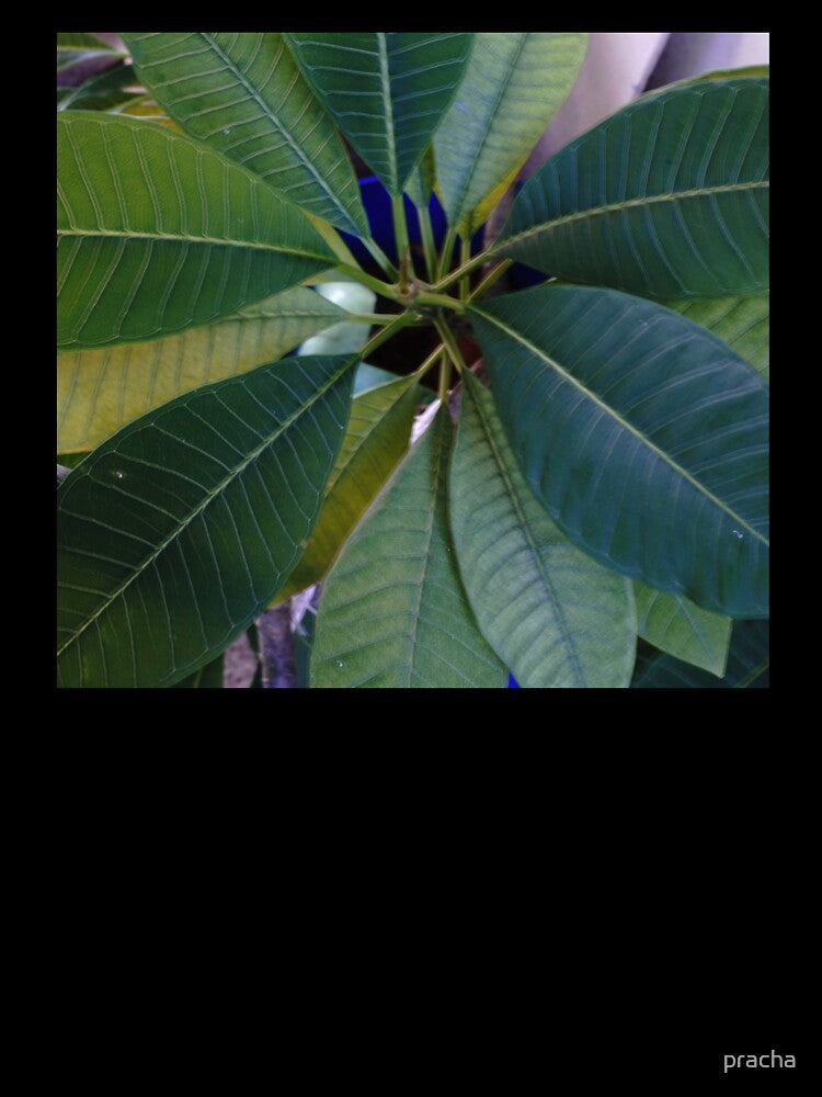 leaves 3 by pracha