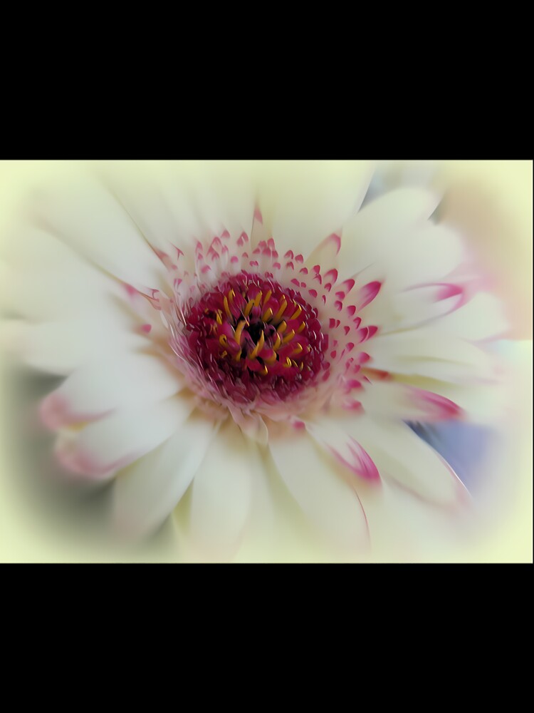 Soft Gerbera Long by mzqlsamj1