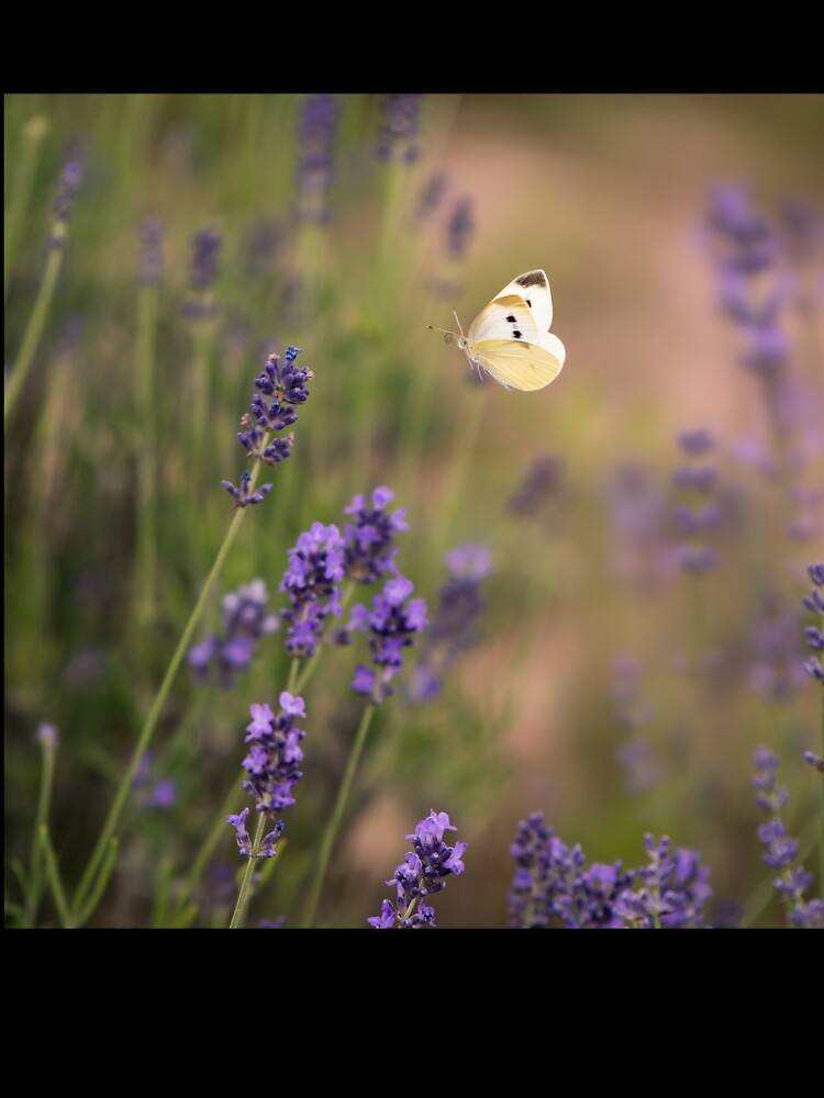 Lavender butterfly by iulianvelea