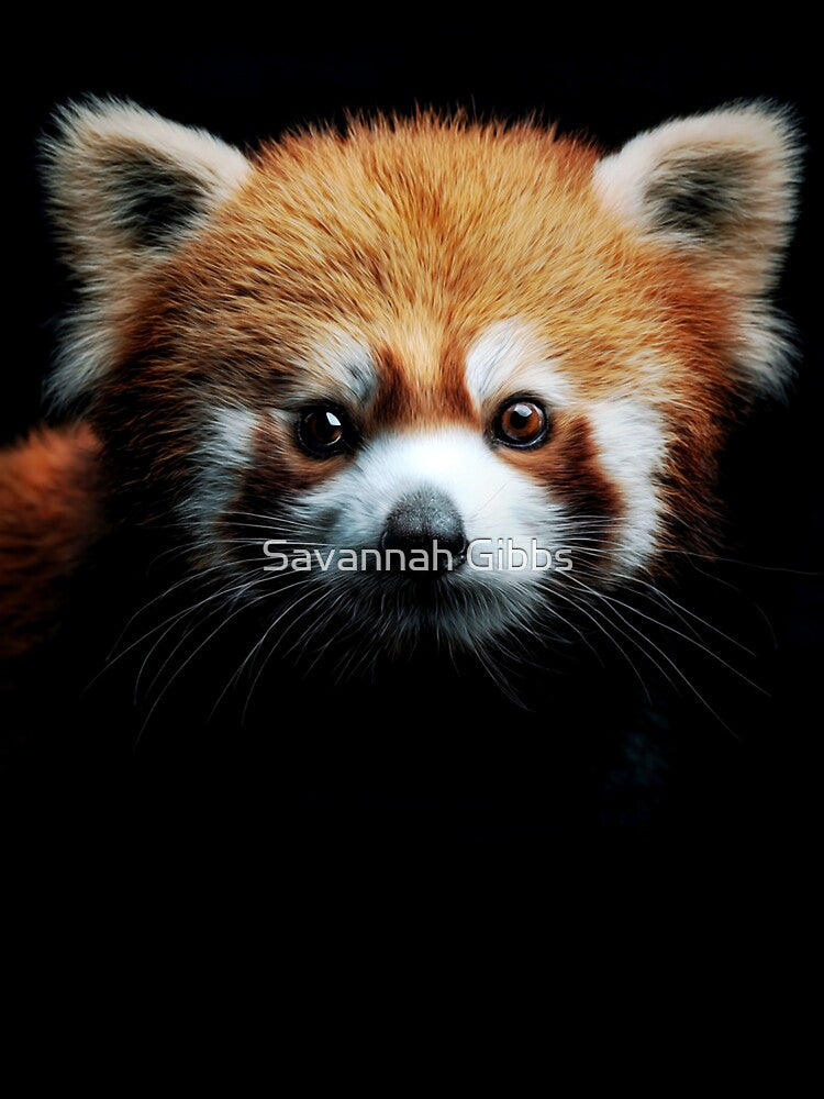 Adorable Red Panda Close-Up by Savannah Gibbs
