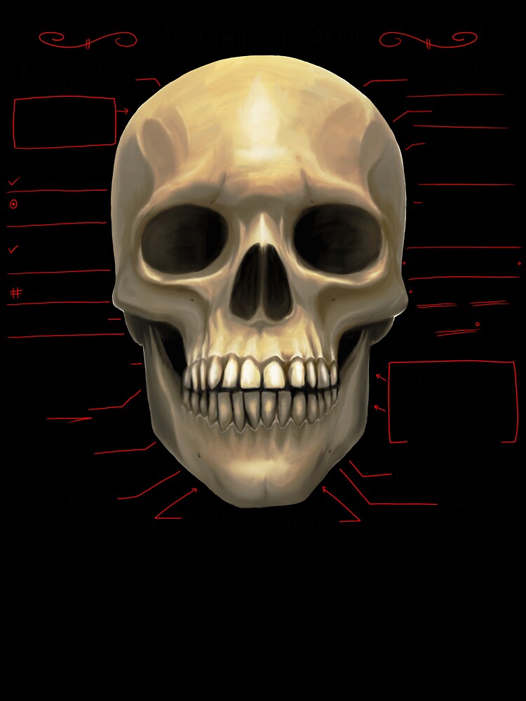anatomy lesson (skull) by hayrpictures