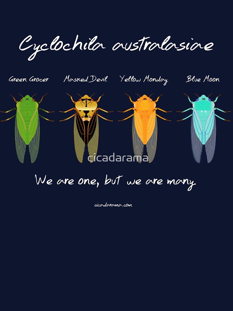 "We are one" - Cyclochila australasiae cicada (dark colour shirts) by cicadarama