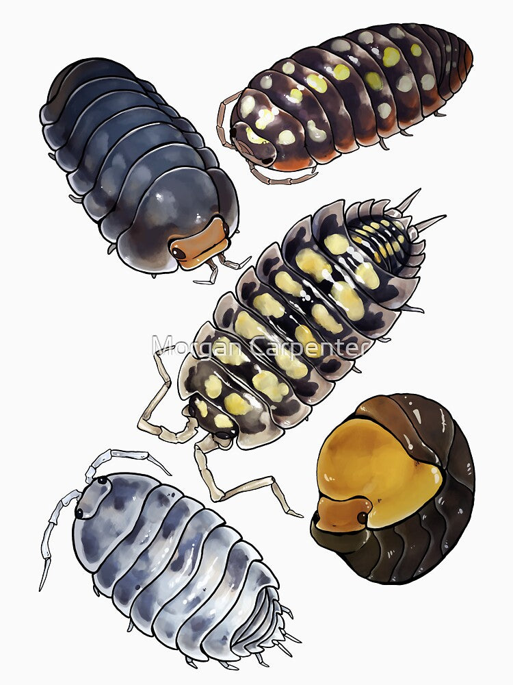 Isopods! by Morgan Carpenter