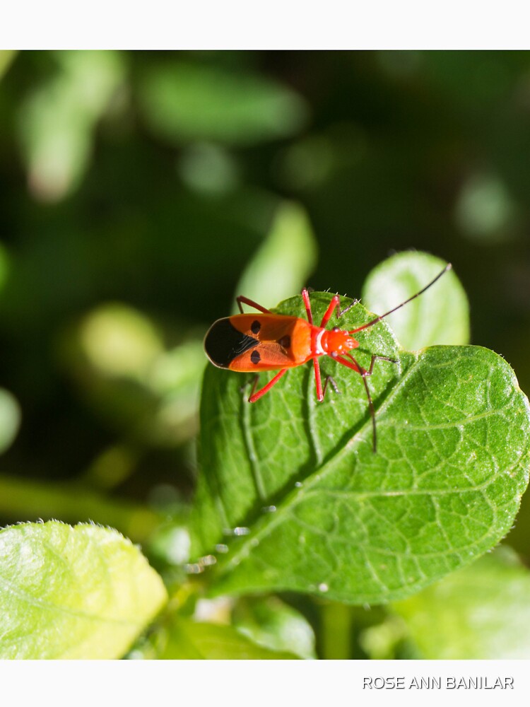 red cotton stainer by ROSE ANN BANILAR