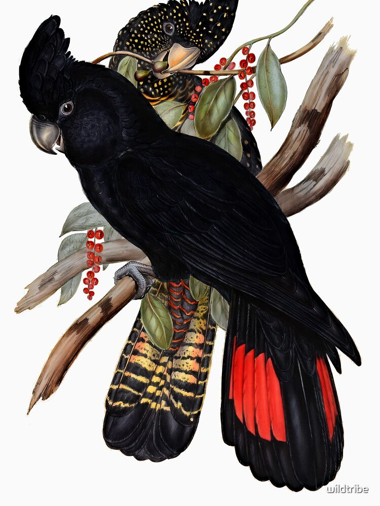 Red-tailed Black Cockatoo (Calyptorhynchus banksii) by John Gould by wildtribe