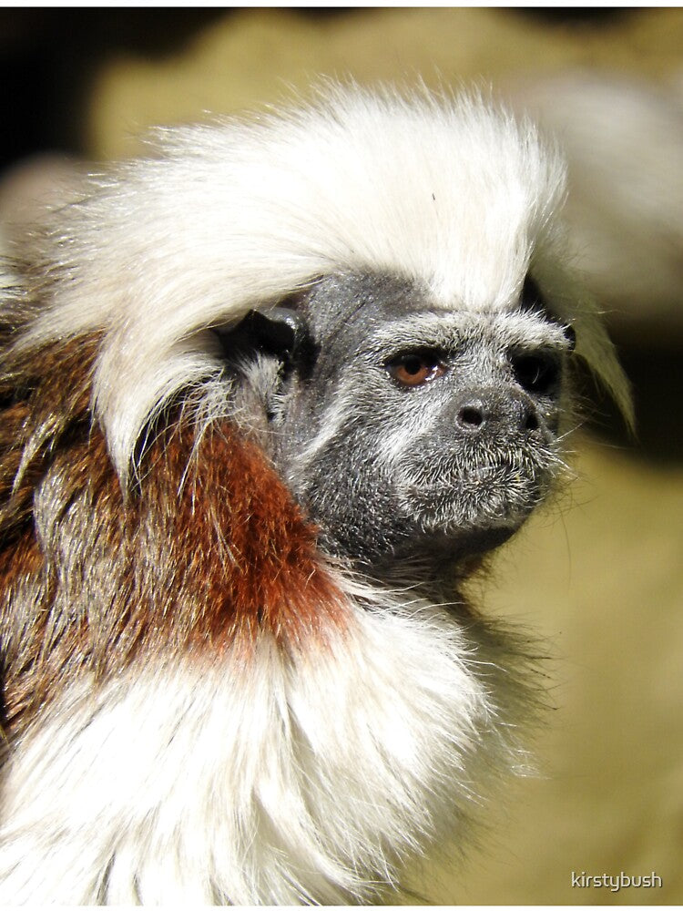 Cotton-top Tamarin by kirstybush