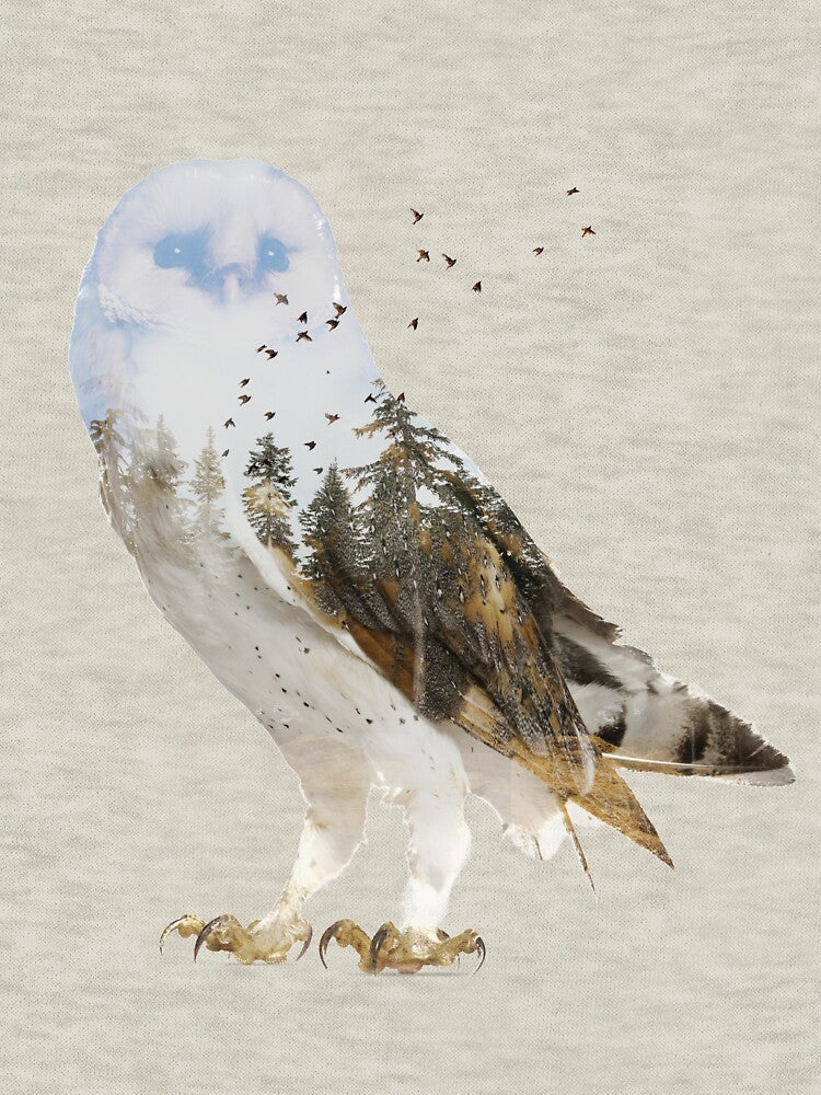 Owl by Sokol Selmani