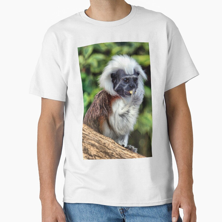 Cotton Topped Tamarin by Clive
