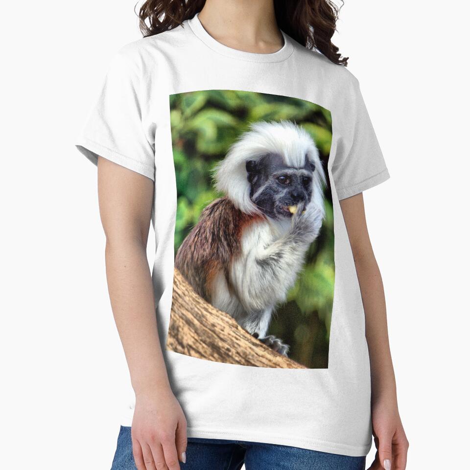 Cotton Topped Tamarin by Clive